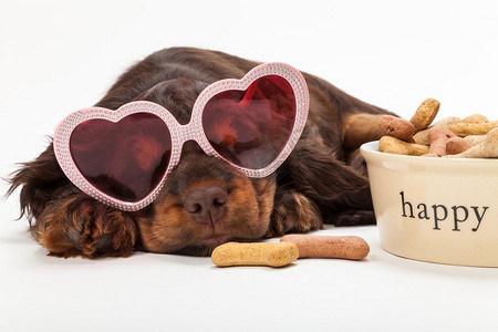 狗碗摄影照片_可爱的可卡犬小狗狗穿着粉红色心形太阳镜睡觉由快乐狗碗骨头形状的饼干