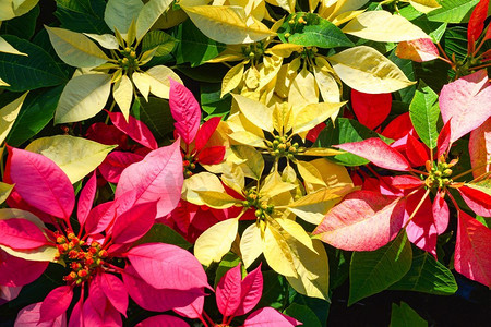 花卉植物摄影照片_红色和黄色一品红花五颜六色的开花在花园/圣诞星花卉植物—Euphorbia pulcherrima