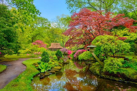 雨后的日本小花园，公园Clingendael，海牙，荷兰。荷兰海牙公园Clingendael日本花园