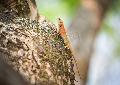 亚洲龙摄影照片_在树的花园蜥蜴/普通的棕色蜥蜴亚洲爬行动物在natute（东方花园蜥蜴）—lodged红脖子 
