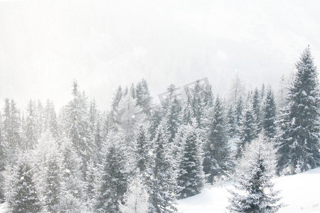 冬天的风景用山林里的积雪覆盖着树木。冬季森林景观