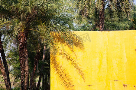 墙上的影子摄影照片_棕榈树的影子在黄色的墙上