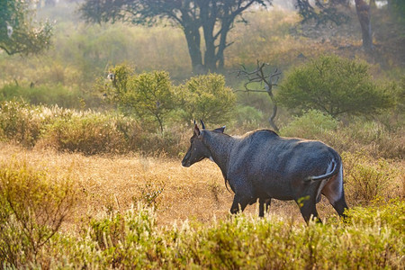 兰博你寄摄影照片_公牛，兰坦布尔，国家公园，公园