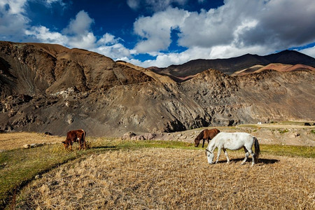 在喜马拉雅山吃草的马和牛。印度拉达克鲁普舒山谷。在喜马拉雅山吃草的马和牛。拉达克