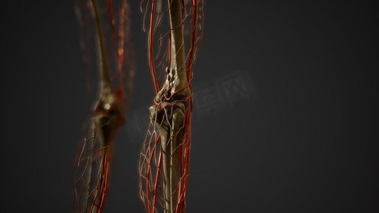 人体血管解剖学