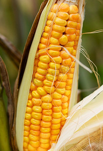 玉米棒上的新鲜玉米/框架农业上成熟的甜玉米穗的特写