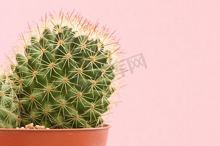 粉红色纸背景上的单个仙人掌植物仙人球金琥仙人球