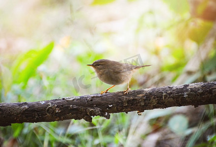 costa摄影照片_普通的小鸟花园在分支寻找食物在自然界