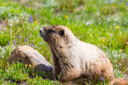 旱獭摄影照片_野生土拨鼠在其自然环境的山区在夏季季节。