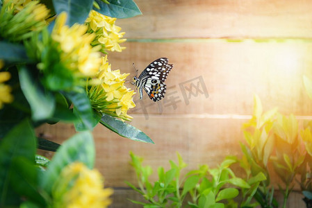 蝴蝶花ixora黄色开花在花园木背景夏天阳光明媚的一天在后院