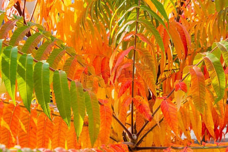 rhus摄影照片_华丽的火炬树，或鹿角漆树，叶子颜色的绿色和橙色在秋天。关闭了好被用作背景