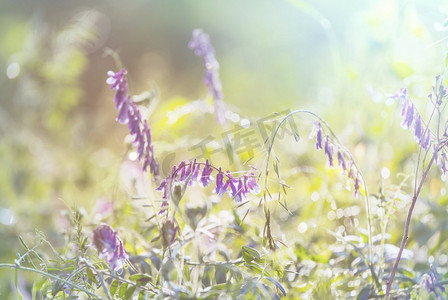 阳光明媚的一天在鲜花草地上。美丽的自然背景。