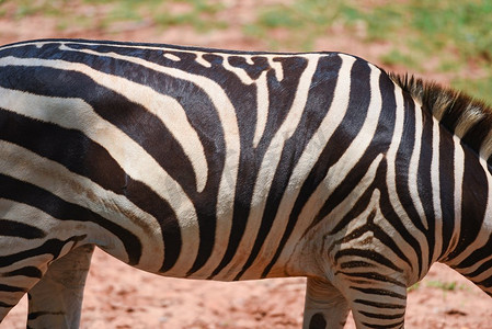 斑马图案真实/斑马非洲平原放牧草地在国家公园 
