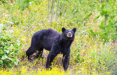 加拿大，夏季，森林里的黑熊