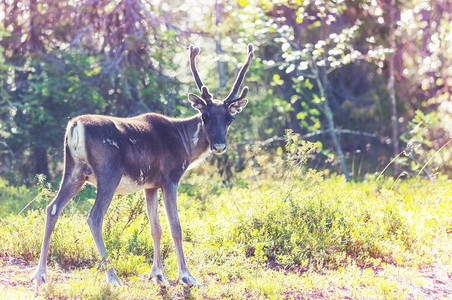 鹿茸摄影照片_驯鹿在挪威夏季