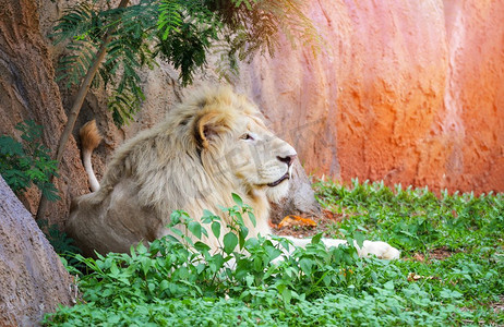 可爱狮子摄影照片_雄性白狮躺在草地野生动物园野生狮子骄傲之王