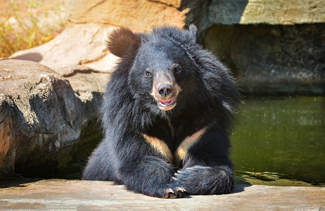 有胸部的亚洲黑熊V形是白色羊毛/关闭亚洲黑熊放松在水在夏天时间