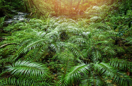 种植热带蕨类森林/山水自然绿色丛林蕨树，山间溪流流淌