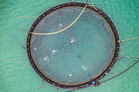 挪威的农场鲑鱼捕鱼挪威是世界上最大的养殖鲑鱼生产国，每年生产超过100万吨。