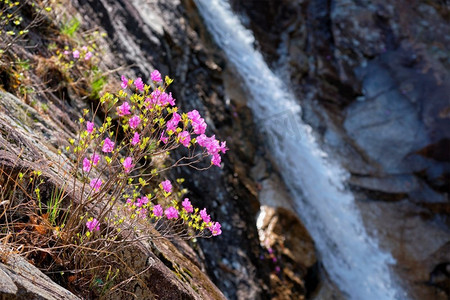 龙与花摄影照片_韩国杜鹃花与Biryong瀑布在雪兰山国家公园，韩国。碧龙瀑布