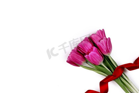 情人节粉红色郁金香花和红丝带隔绝在白色背景。郁金香花和丝带在白色