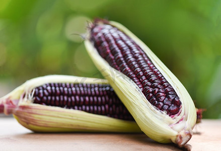 紫色蔬菜摄影照片_紫色玉米新鲜在穗轴在木和自然绿色背景/暹罗红宝石皇后或甜的红玉米—选择性焦点