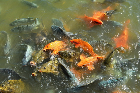 饲料社保摄影照片_水面池塘的桔金鲤鱼、罗非鱼、鲶鱼的饲养