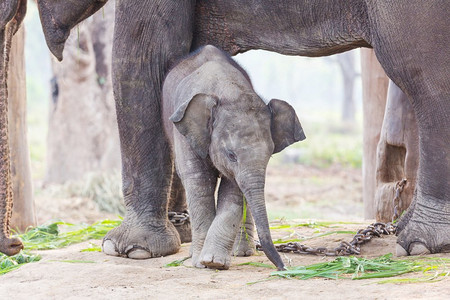亲子小象摄影照片_尼泊尔奇特万国家公园的小象