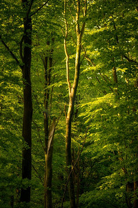 令人惊叹的山毛榉森林景观，斑驳的阳光在茂密林地的树木上形成聚光灯