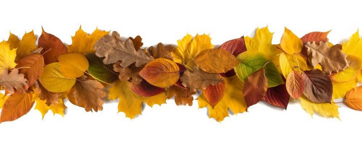 色彩斑斓的秋叶条纹设计元素，隔离在白色背景上，为文字复制空间。秋叶条纹