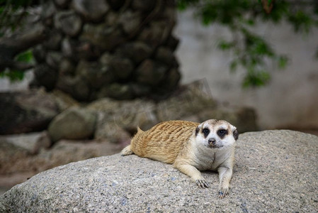 猫鼬，Suricata suricatta生活在地面上