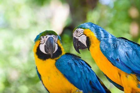 自然界绿色背景上的树枝上的金刚鹦鹉，黄蓝相间的金刚鹦鹉Ara ararauna