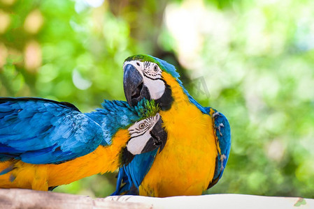 五颜六色的夫妇金刚鹦鹉鸟鹦鹉在树枝树在自然绿色背景的丛林/黄色和蓝色翼金刚鹦鹉ara ararauna