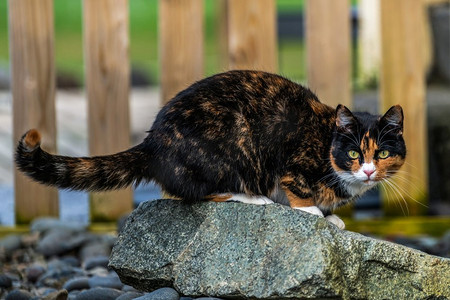 黑色和棕色的猫在房子外面。动物和宠物。