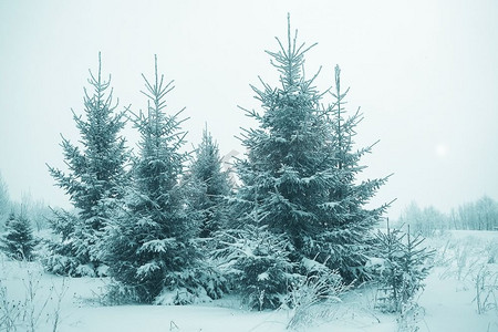 在圣诞森林里下雪的冬季景观