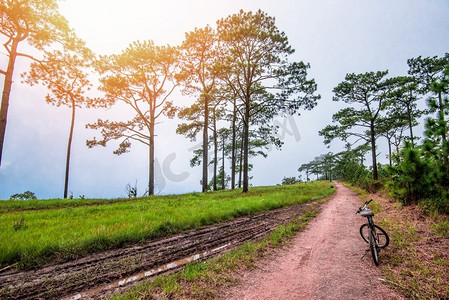 泥土路领域在山松树林有自行车—农村尘土飞扬的农村道路山地自行车