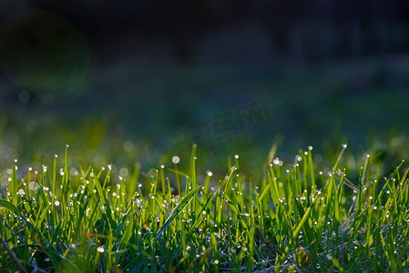 gras摄影照片_在日出的田野上新鲜的草
