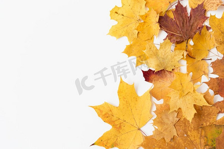 干树叶摄影照片_自然、季节和植物学概念—干燥秋天枫叶在白色背景。干燥秋天枫叶在白色