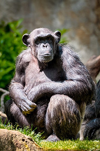 来自非洲的黑猩猩猿在丛林热带雨林的肖像。黑猩猩肖像