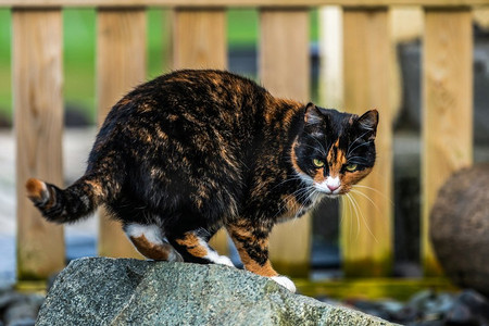 黑色和棕色的猫在房子外面。动物和宠物。