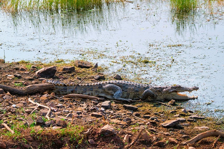  鳄鱼，拉贾斯坦邦，兰坦博尔，印度
