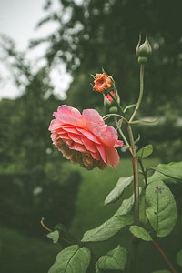 多云的夏日，绿色花园里的粉色玫瑰