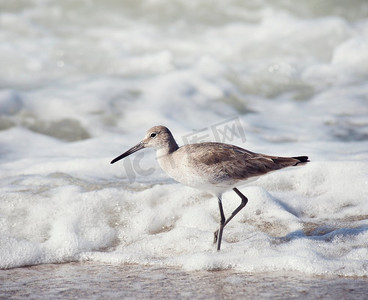 威利特常见的岸边鸟在水边行走。