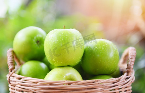 绿色苹果/收获新鲜苹果在篮子里收集水果在花园里