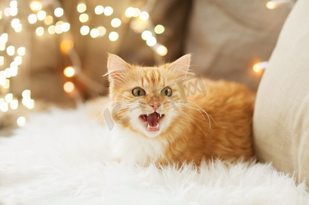 宠物，圣诞节和hygge概念—红色花斑猫在沙发上用羊皮在家里在冬天。红花斑猫在沙发上和羊皮在家里