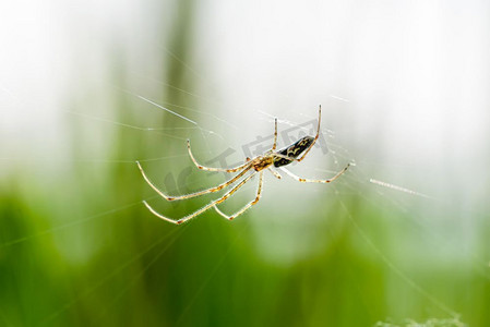 水墨金色山水摄影照片_乌克兰第聂伯河附近的芦苇之间，一只蜘蛛正在网中等待猎物