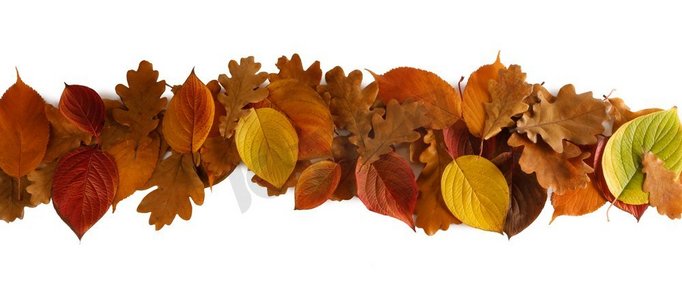 五颜六色的秋天叶子条纹设计元素在白色背景隔绝的文本复制空间。秋天的叶子条纹