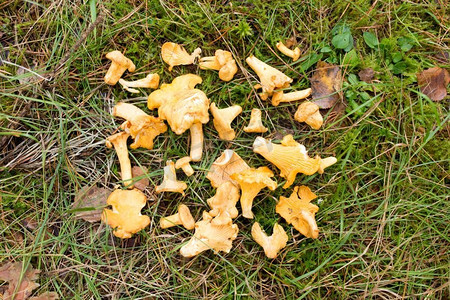 季节，自然和蘑菇采摘的概念—堆在地面上的鸡冠菌在秋天森林。在秋天的森林里，
