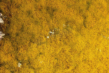天然石材岩壁背景，覆盖着黄色地衣和苔藓。覆盖着地衣苔藓的石头背景