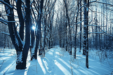 冬天的风景在森林/下雪的天气在一月，美丽的风景在雪的森林，旅行到北方